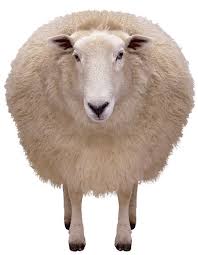 The Year of the Sheep